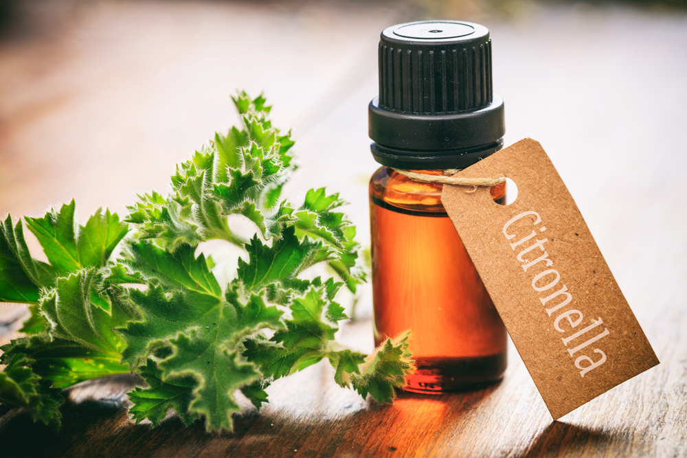 Errores más comunes al trabajar con aceite esencial de citronela repelente insectos: consejos y soluciones 28 citronella essential oil and plant on wood 2026 01 06 09 35 57 utc
